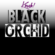 Black Orchid 20g